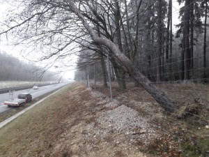 ./zelen/02/20191206_093543-nahled.jpg